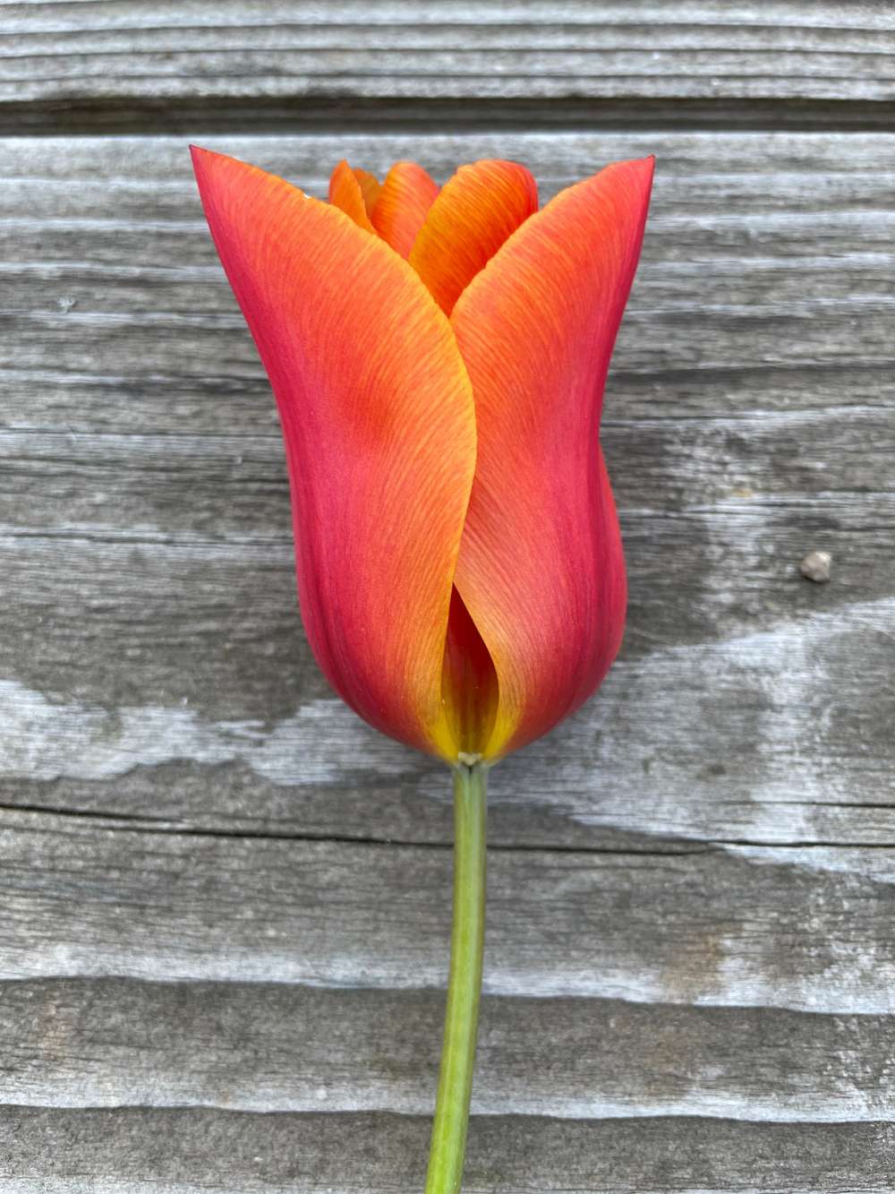 Tulpan 'Ballerina'